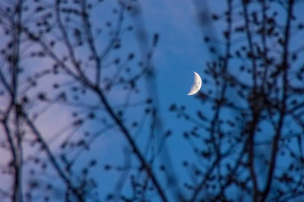 Lua através dos ramos de árvores sem folhas — Fotografia de Stock