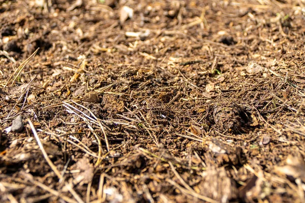 Λίπανση του εδάφους με απορρίμματα κωνοφόρων για την προστασία από τις καιρικές συνθήκες και την κρούστα — Φωτογραφία Αρχείου