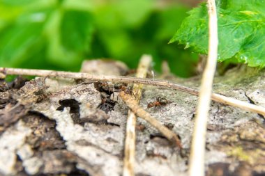 İki karınca, karınca yuvası yapmak için ince bir dal taşır.