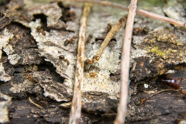 Large ant dragging a twig into an anthill, selective focus — Stock Photo, Image