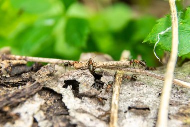 Üç karınca bir dalı engelin üzerine sürükler, seçici bir odak