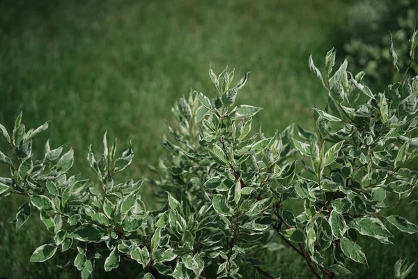 Hermoso fondo tropical de hojas verdes jóvenes. Cornus alba. —  Fotos de Stock