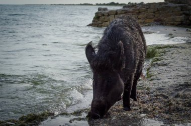 Yaban domuzu bahar Dzharylhach Milli Doğa Parkı içinde taze su içiyor. Ada Dzharylhach, Ukrayna