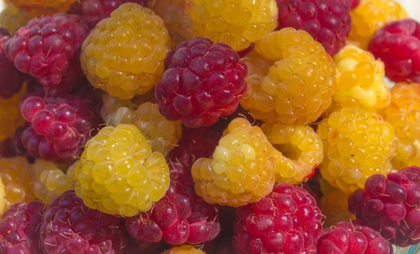 Yellow Red Organic Raspberries — Stock Photo, Image