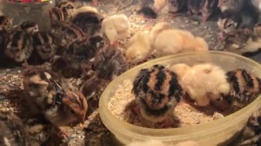 Sadece birkaç gün önce çekim zaman yumurtadan bıldırcınlar bol kısa mesafe görünümünü çalıştıran ve kendilerini yem.