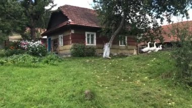 Kaz ve çiçekler ile geleneksel kırsal Ukrayna ev çekim.