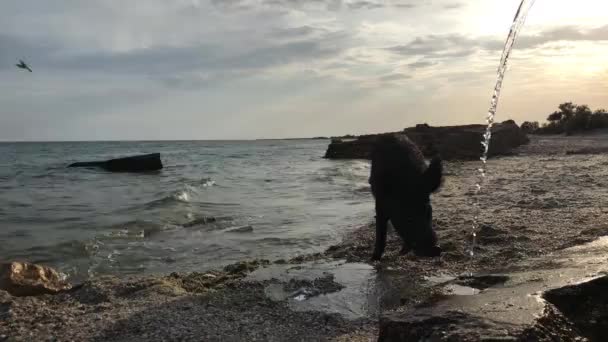 在海滩上 Dzarylgach 乌克兰 附近拍摄的野猪 在日落时分 野猪正在从泉水中饮用淡水 — 图库视频影像