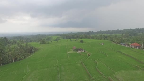 Drone Shot Risaie Bali Indonesia Veduta Aerea Delle Risaie — Video Stock