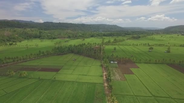 Beautifuly 上空飞行的无人机安排了由棕榈树和小木屋在所谓的小巴厘岛排列的稻田 我是个孤儿 — 图库视频影像