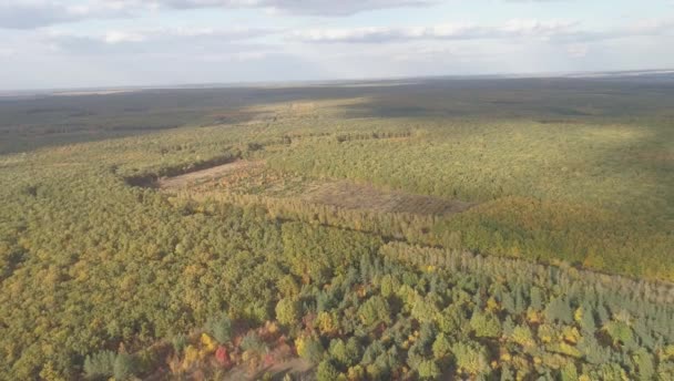 Drone Está Respaldando Bajando Altitud Mientras Revela Más Hermoso Bosque — Vídeos de Stock