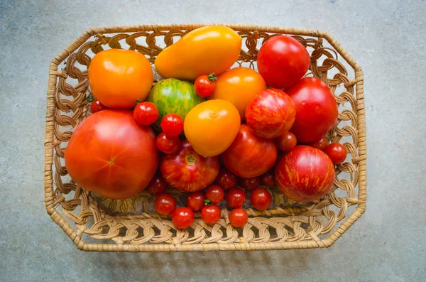 Different types of organic tomatoes in a basket - orange, green, red tomatoes, cherry tomatoes