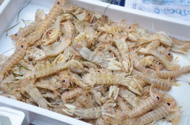 Squilla mantis Catania balık pazarında Satılık