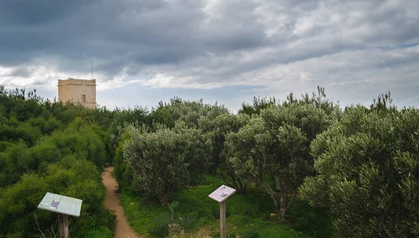 Gaia Barış Grove Küçük Zeytin Ağacı Park Ile Eğitim Panoları — Stok fotoğraf