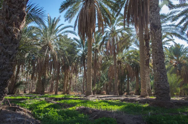 Nefta Vahası Tunus Palmiye Çiftliği Vaha Sahra Çölü Nde Yetişen — Stok fotoğraf