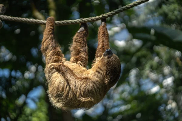 Two Toed Sloth Hanging Rope Zoo Sloth Sleeping Holding Three — Stock Photo, Image