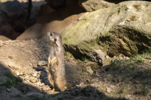 Meerkat Suricat Está Linha Reta Olhando Redor Observando Meio Ambiente — Fotografia de Stock