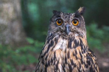 Avrasya Kartalı baykuş kafasının yakın. Yaban hayatı benekli kartal-baykuş veya bubo bubo