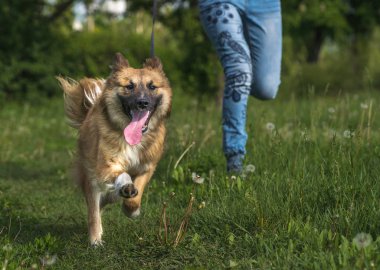 Bir kız parkta köpeği gezdirirken melez bir köpekle koşuyor. Mutlu köpek koşuyor ve gülümsüyor. Koşan köpeğin komik anı.