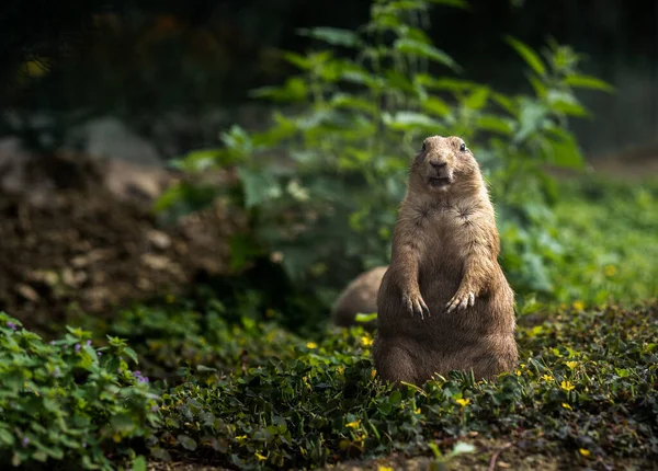 Perro Pradera Cola Negra Está Pie Mirando Recto Fotos De Stock Sin Royalties Gratis