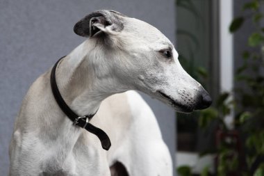 10 yaşında erkek Whippet. Bir köpeğin yüzünün yakın çekim.