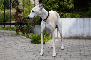 On yaşındaki erkek köpek Whippet evin avlusuna yürüyor. Yaz. Güneşli bir gün.