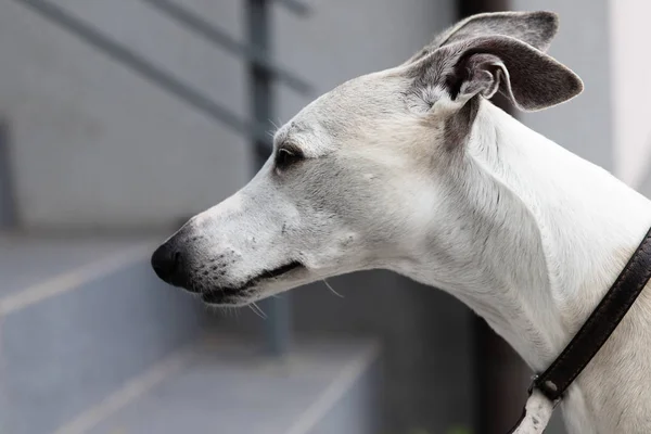 Homem Anos Whippet Close Rosto Cão — Fotografia de Stock