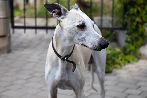 Cão Macho Dez Anos Whippet Caminha Pátio Casa Verão Dia — Fotografia de Stock