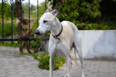10 yaşında erkek Whippet. Bir köpeğin yüzünün yakın çekim.