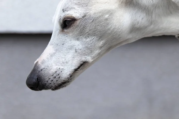 Homem Anos Whippet Close Rosto Cão — Fotografia de Stock