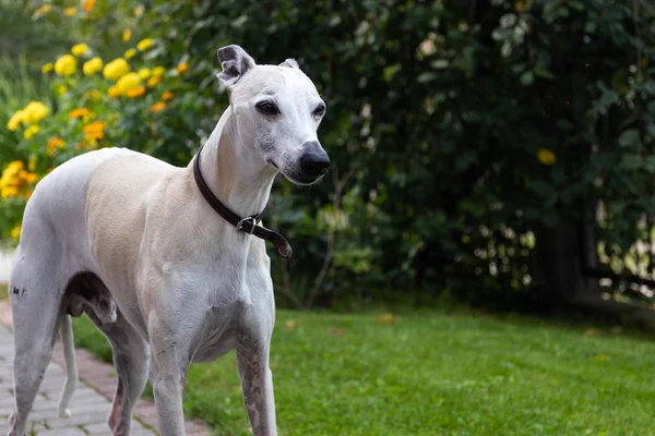 A ten-year-old male dog Whippet walks in the courtyard of the house. Summer. Sunny day.