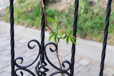 İlkbaharda demir ızgarada üzüm bir dalı. Close.