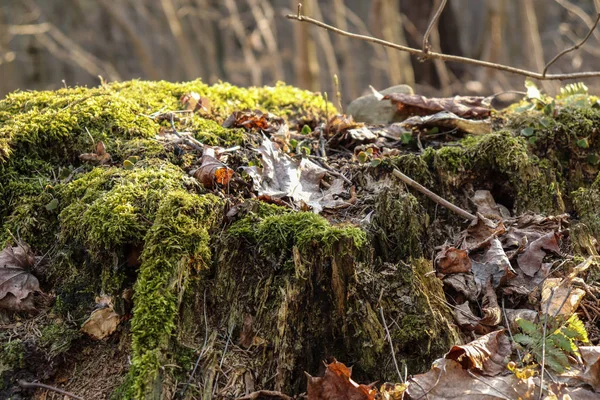 Die Blätter Des Letzten Jahres Auf Dem Alten Moosbedeckten Baumstumpf — Stockfoto