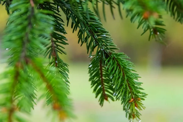 Raindrops Branch Spruce Rainy Autumn Day Close — Stock Photo, Image