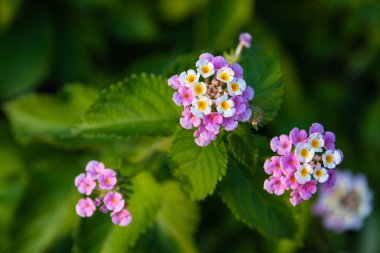 Tropik bir bitkinin resimli çiçekleri. Yakın plan. Akdeniz 'in kıyısında. Yaz.