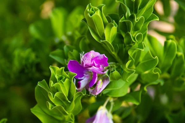 Picturesque flowers of a tropical plant. Close-up. The coast of the Mediterranean Sea. Summer.