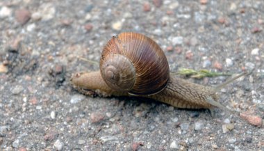 Salyangoz asfaltta sürünüyor. Yakın plan..