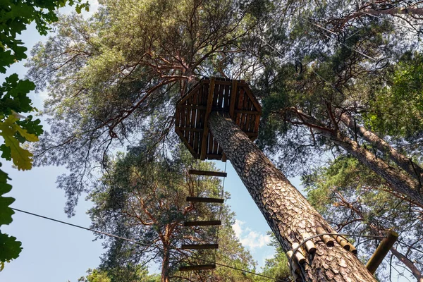 Ladder for an obstacle course in the forest. Extreme sport.