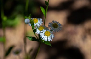 Papatya çiçeği. Yakın plan..