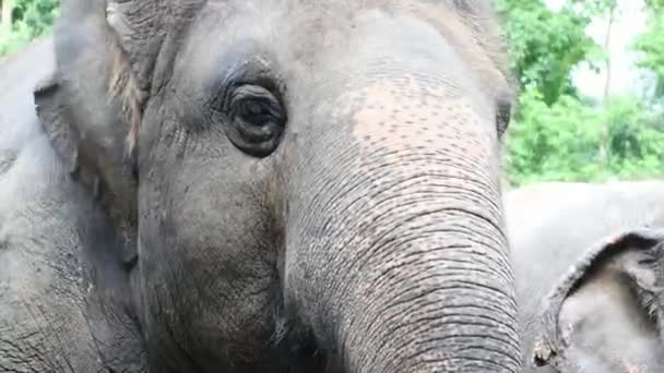 Éléphant Asie Sud Est Thaïlande — Video