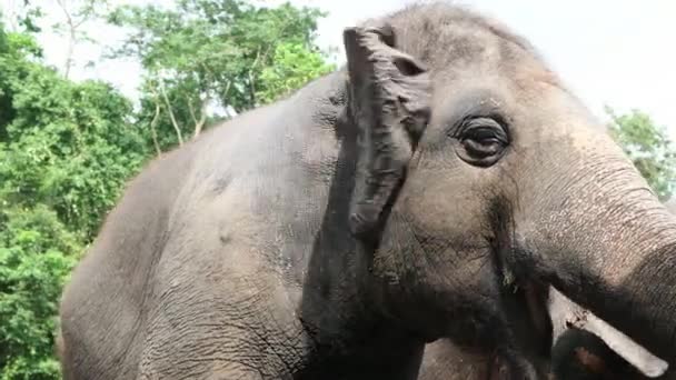 Слон Південно Східній Азії Таїланду — стокове відео