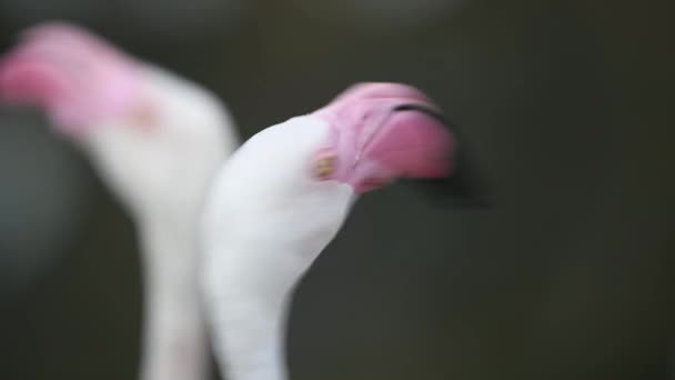 Großaufnahme Kopf Von Rosa Flamingos — Stockvideo