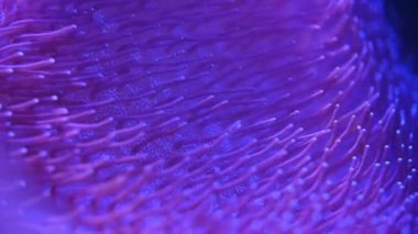 Deniz anemone sualtı - yakın çekim