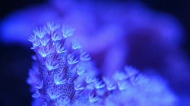 Deniz anemone sualtı - yakın çekim