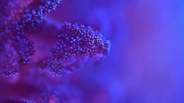 Seeanemone Unter Wasser Nahaufnahme — Stockvideo