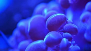 Deniz anemone sualtı - yakın çekim