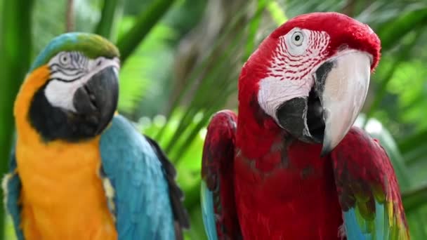 Pareja Guacamayo Rojo Verde Con Guacamayo Azul Amarillo — Vídeos de Stock