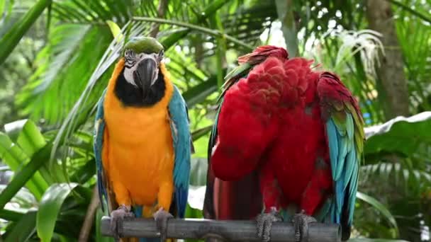Couple d'aras rouge et vert avec aras bleu et jaune 