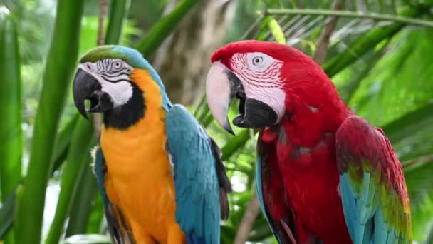 Couple Red Green Macaw Blue Yellow Macaw — Stock Video