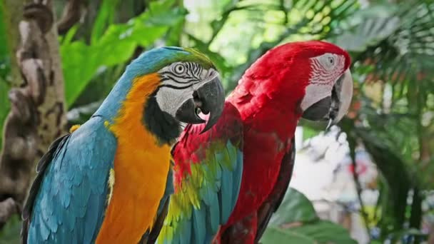 Couple d'aras rouge et vert avec aras bleu et jaune 