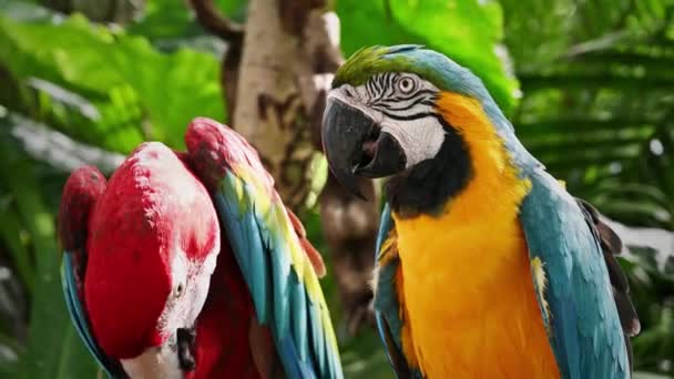 Dva Červené Zelené Papoušci Modrým Žlutým Ara — Stock video